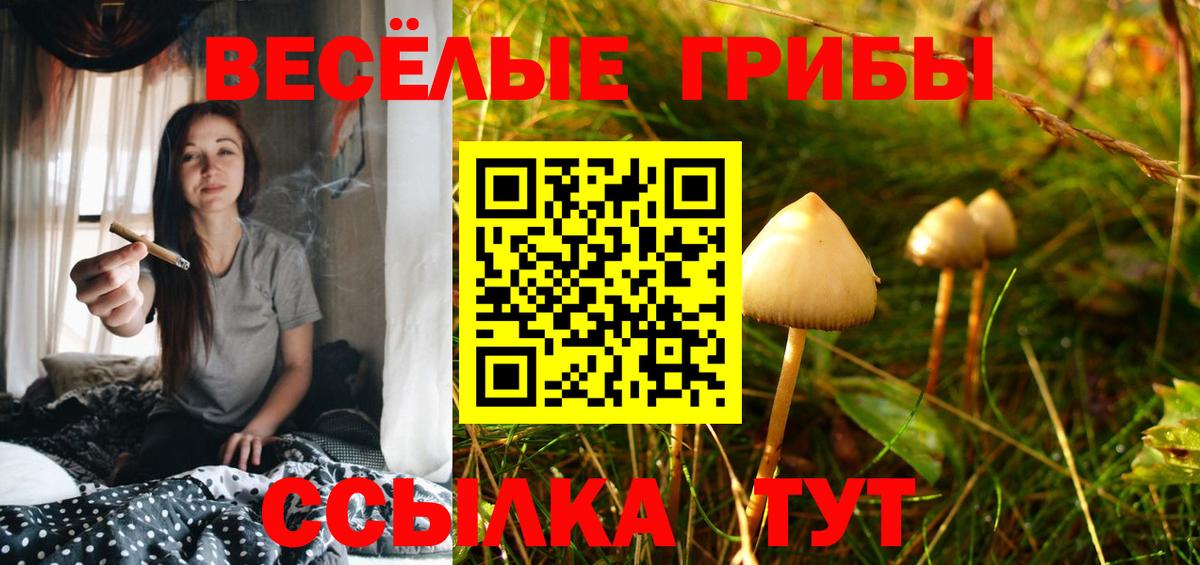 Псилоцибиновые грибы Psilocybe Курск